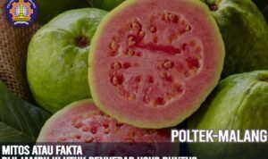 Mitos atau Fakta: Biji Jambu Klutuk Penyebab Usus Buntu?