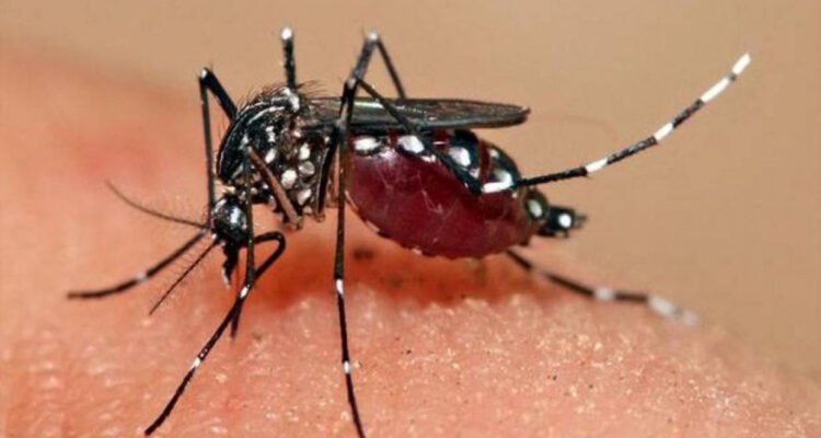 Waspada Demam Berdarah