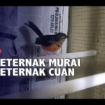 Cuan Beternak Murai Batu
