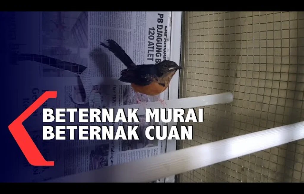 Cuan Beternak Murai Batu