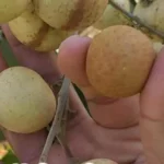 tanda kelengkeng sudah manis