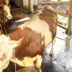 tips perawatan sapi ternak