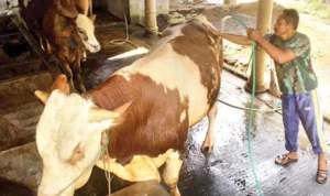 tips perawatan sapi ternak