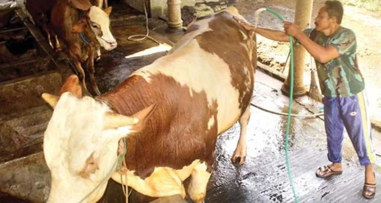 tips perawatan sapi ternak