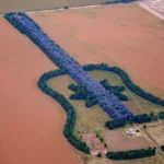 Kebun Gitar Raksasa