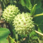 buah kecubung berbahaya