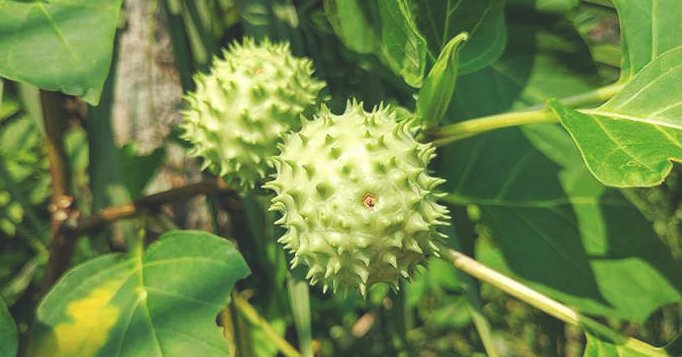 buah kecubung berbahaya