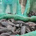 Ikan Sapu Sapu