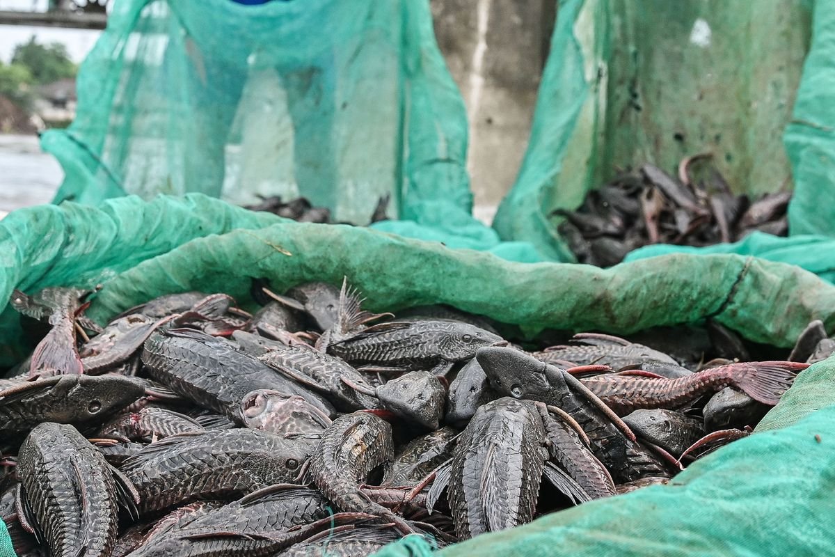 Ikan Sapu Sapu Ikan Sapu Sapu